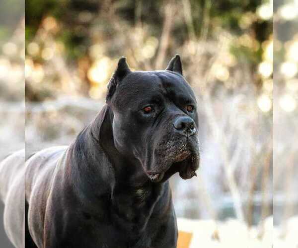 Medium Photo #7  Breeder Profile in BEAVERDAM, VA, USA