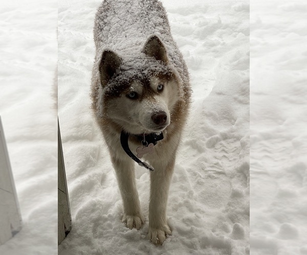 Medium Photo #1  Breeder Profile in ATHOL, ID, USA