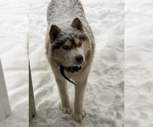 Siberian Husky Dog Breeder near ATHOL, ID, USA