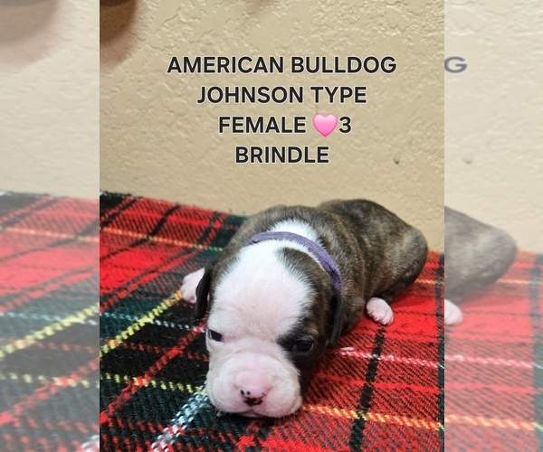 Medium Photo #12  Breeder Profile in SANTA ANA, CA, USA