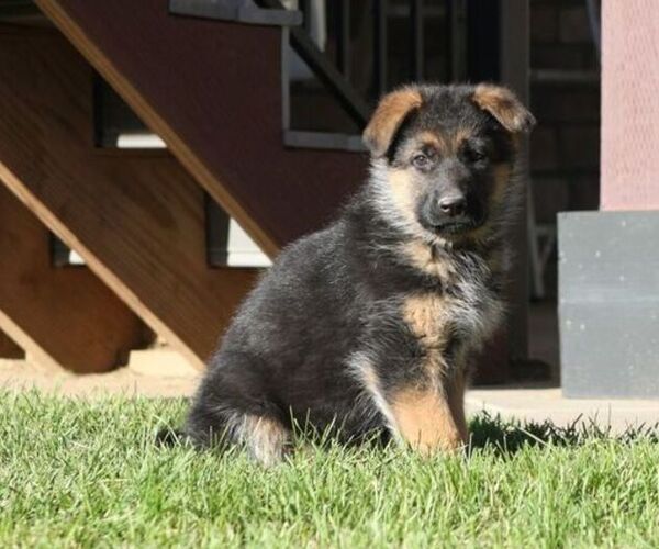 Medium Photo #5  Breeder Profile in AURORA, CO, USA
