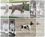 Small breeder photo