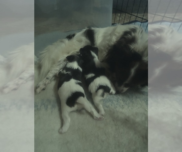 Medium Photo #1  Breeder Profile in AXTON, VA, USA