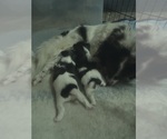 Small breeder photo