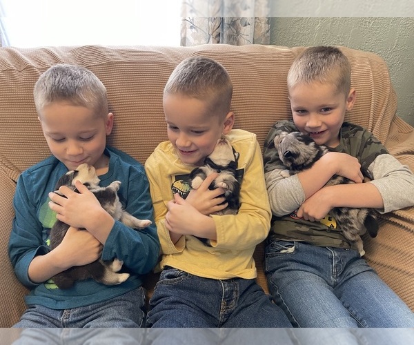 Medium Photo #53  Breeder Profile in VENUS, PA, USA