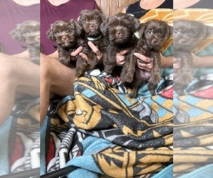 Shih Apso Dog Breeder near SCOTTSDALE, AZ, USA