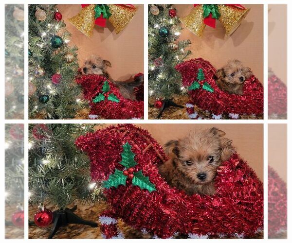 Medium Photo #4  Breeder Profile in KATY, TX, USA