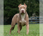 Small Photo #4  Breeder Profile in CLEARWATER, FL, USA