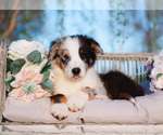 Small #32 Breeder Profile image