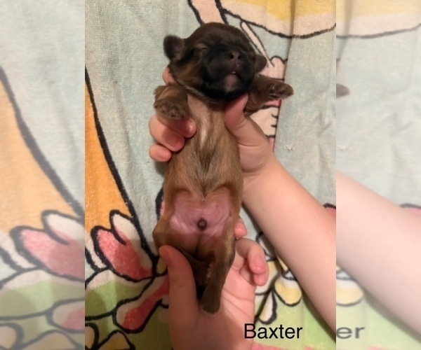 Medium Photo #54  Breeder Profile in SCOTTSDALE, AZ, USA