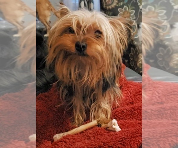 Medium Photo #3  Breeder Profile in BELLEVILLE, IL, USA