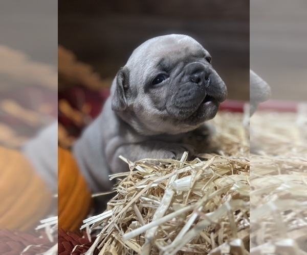 Medium Photo #5  Breeder Profile in ASHLEY, IL, USA