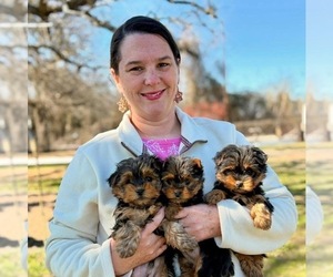 Yorkshire Terrier Dog Breeder near HILLSBORO, TX, USA