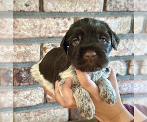 Wirehaired Pointing Griffon Dog Breeder near HOLLISTER, CA, USA
