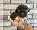 Small breeder photo