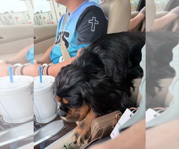 Medium Photo #17  Breeder Profile in WAXAHACHIE, TX, USA