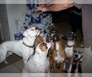 Boxer Dog Breeder near BISMARCK, AR, USA