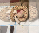 Small #5 Breeder Profile image