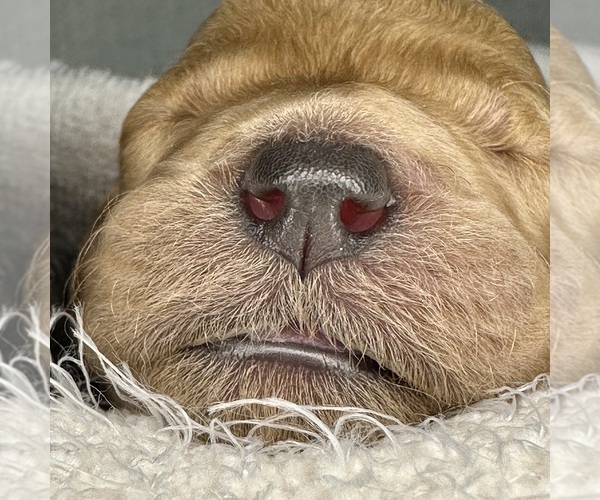Medium Photo #29  Breeder Profile in POWELL, TN, USA