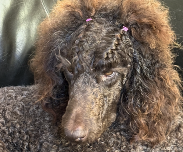 Medium Photo #5  Breeder Profile in DEXTER, MO, USA