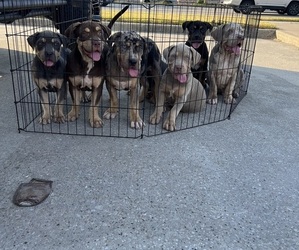 American Bully Dog Breeder near HOUSTON, TX, USA