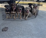 Small breeder photo