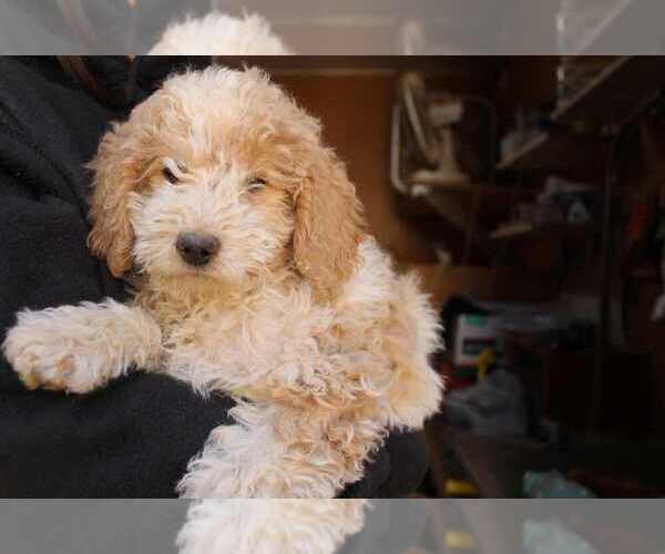 Medium Photo #1  Breeder Profile in TEHACHAPI, CA, USA