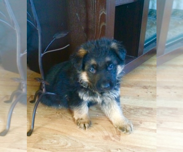 Medium Photo #1  Breeder Profile in FOREST JUNCTION, WI, USA