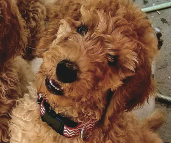 Medium Photo #21  Breeder Profile in DEXTER, MO, USA