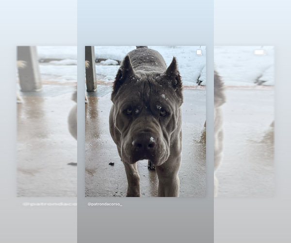Medium Photo #1  Breeder Profile in VICTORVILLE, CA, USA