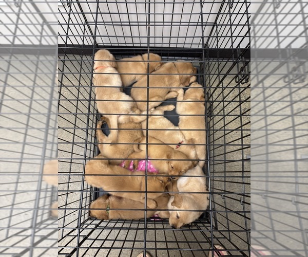 Medium Photo #1  Breeder Profile in NASHVILLE, TN, USA