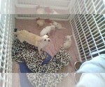 Small breeder photo