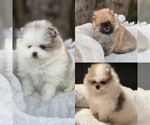Small #1 Breeder Profile image