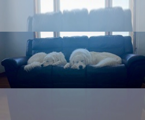 Medium Photo #1  Breeder Profile in CORY, IN, USA