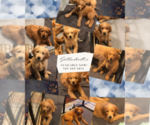 Small breeder photo