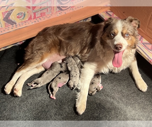 Medium Photo #1  Breeder Profile in WOODLAKE, CA, USA
