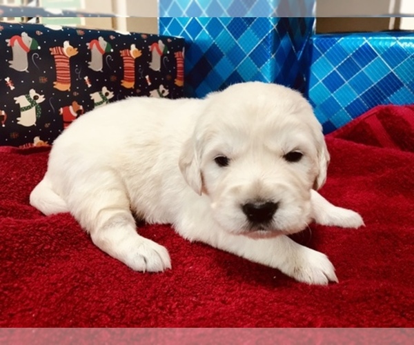 Medium Photo #1  Breeder Profile in HOUSTON, TX, USA