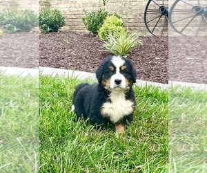 Main photo of Bernese Mountain Dog Dog Breeder near AUBURN, KY, USA