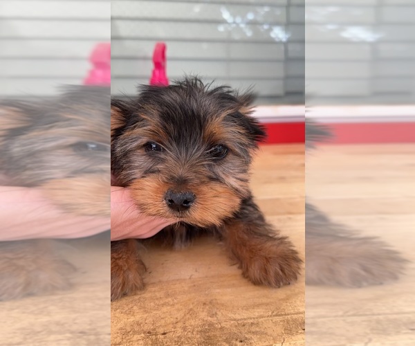Medium Photo #1  Breeder Profile in ALBUQUERQUE, NM, USA
