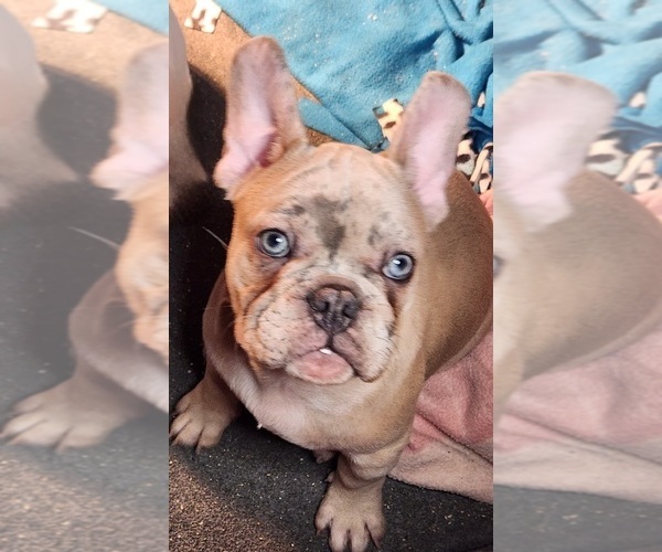 Medium Photo #10  Breeder Profile in BAKER CITY, OR, USA