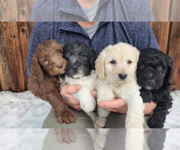 Medium Photo #1  Breeder Profile in NINE MILE FALLS, WA, USA