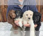 Small breeder photo