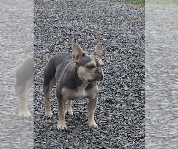 Medium Photo #1  Breeder Profile in EDEN, NC, USA