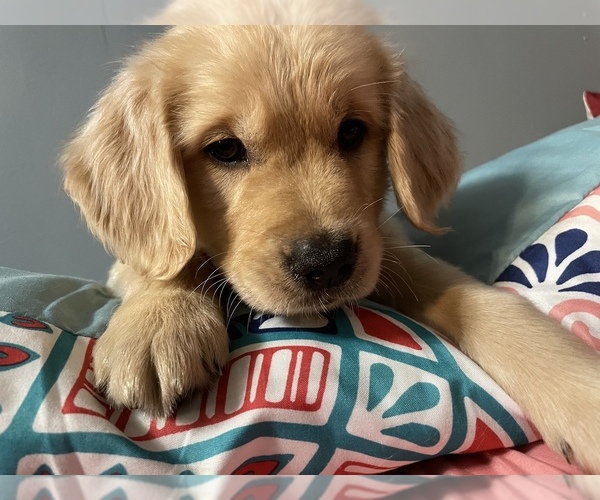 Medium Photo #1  Breeder Profile in LINDENHURST, NY, USA