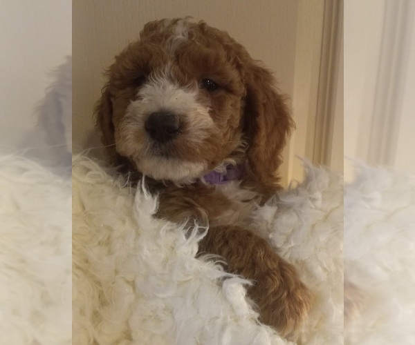 Medium Photo #10  Breeder Profile in SAINT MARYS, KS, USA