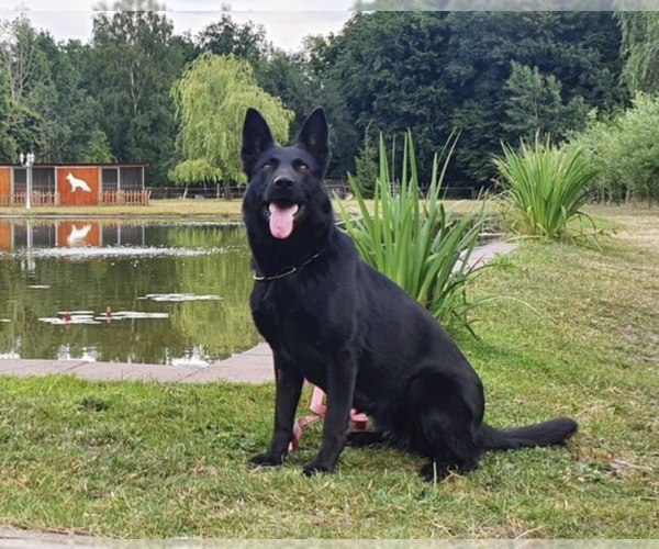 Medium Photo #1  Breeder Profile in VOORHEESVILLE, NY, USA