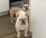 Small breeder photo