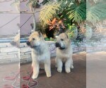 Small #1 Breeder Profile image