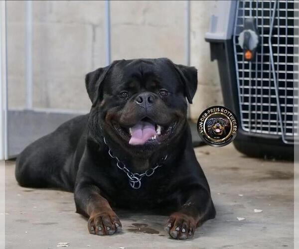 Medium Photo #6  Breeder Profile in DEER PARK, NY, USA