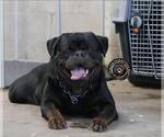 Small #5 Breeder Profile image